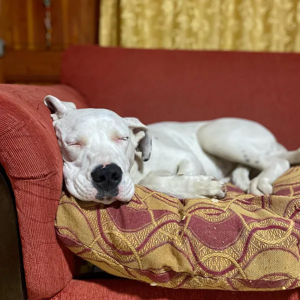Luna durmiendo